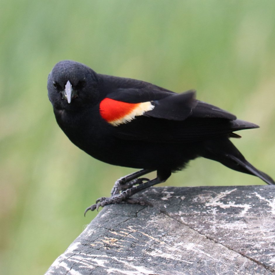 Brewer&#96;s Blackbird