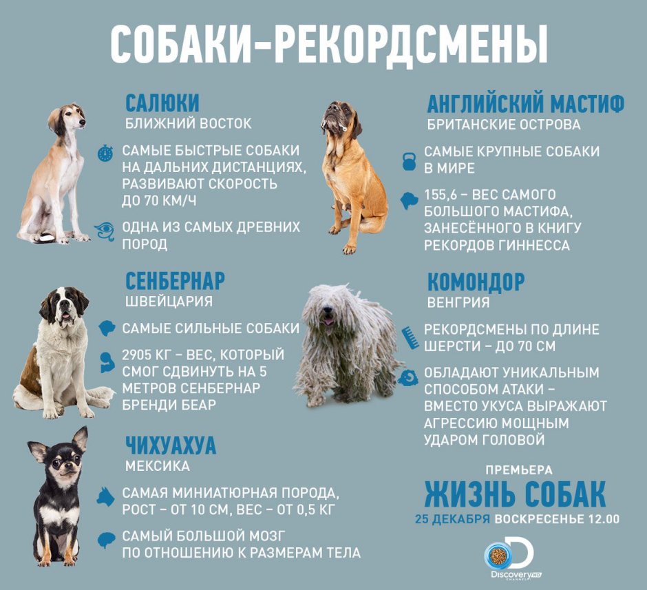 Ксоло Анубис