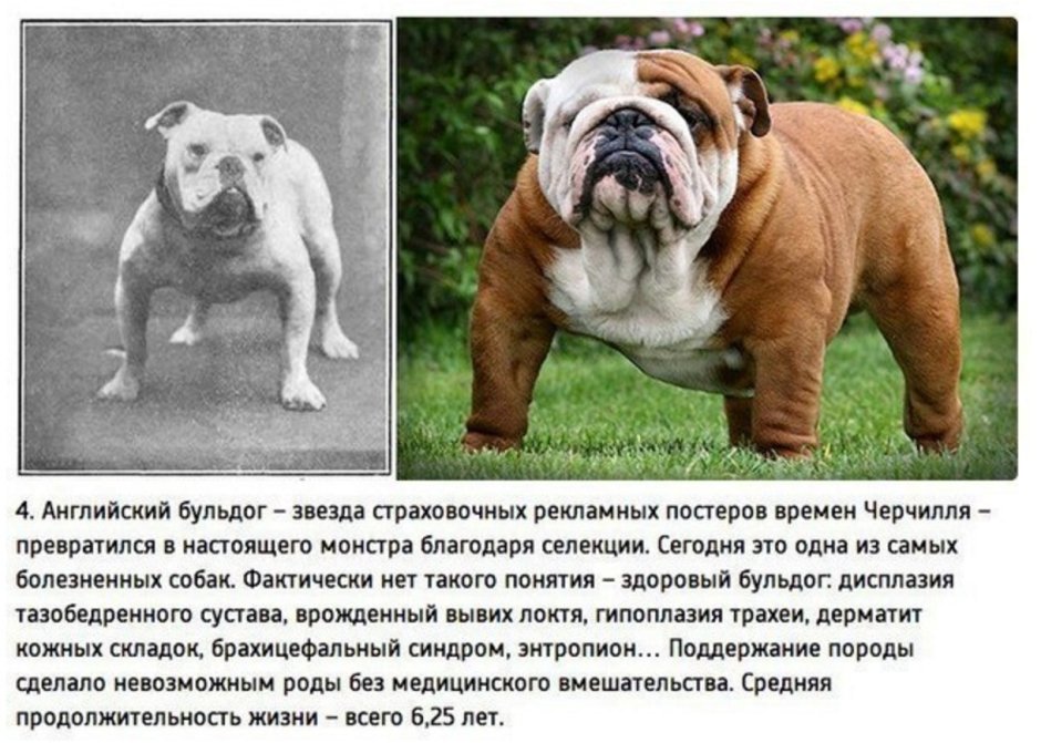 Собака шарпей