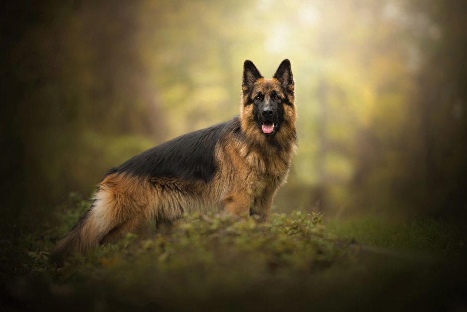 German Shepherd немецкая овчарка