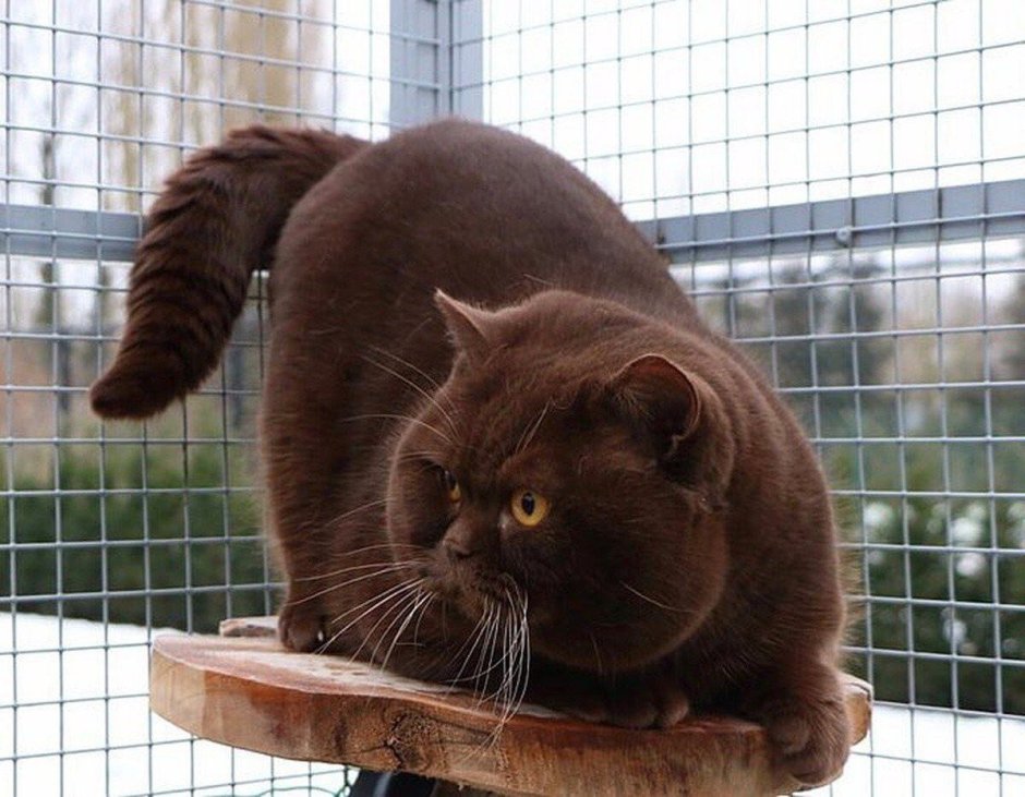 Шоколадный британец кот