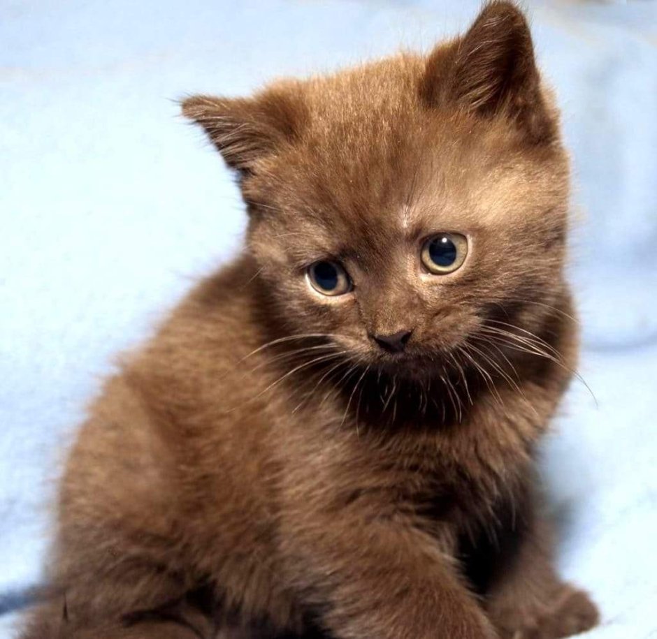 Йоркская Шотландская кошка