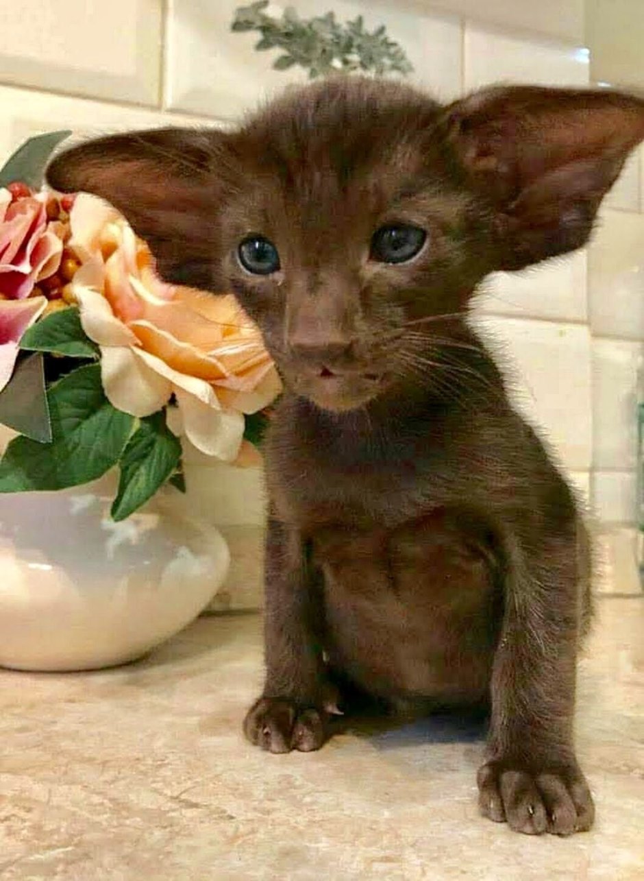 Кошки коричневого окраса