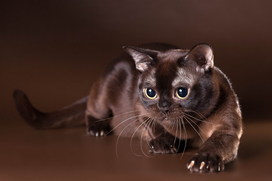 Бурманская кошка