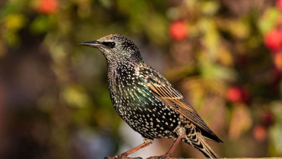 Sturnus vulgaris