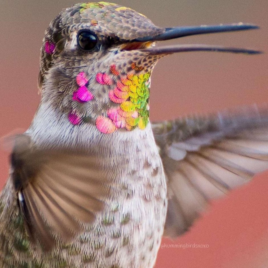 The Starling (скворец)