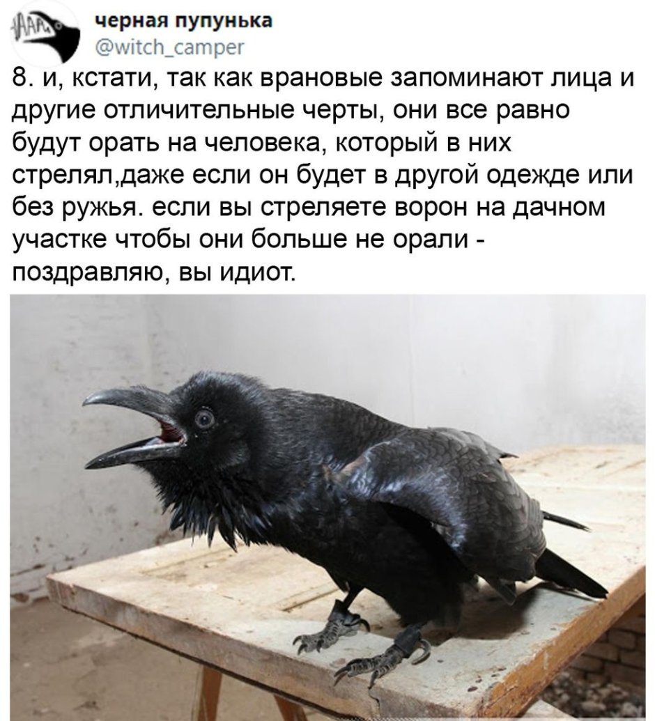 Ворон Карлуша