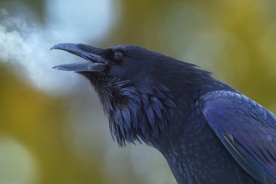 Разница между Crow и Raven