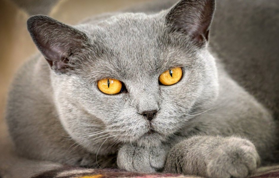 Корат шартрез Картезианская кошка