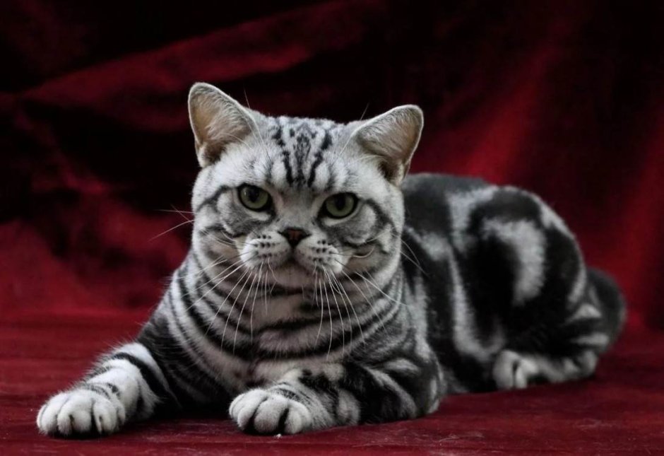 Американская короткошёрстная кошка