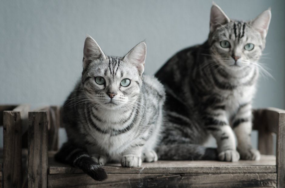 Сибирская кошка короткошерстная