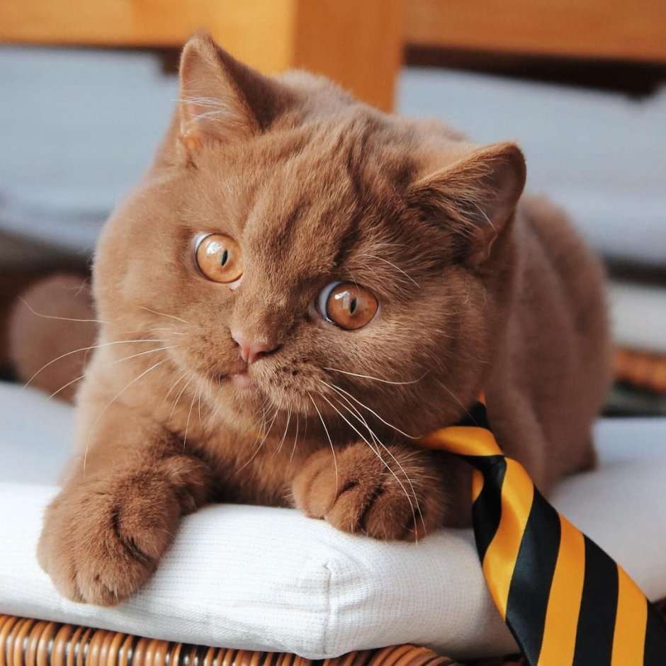 Котенок британец циннамон