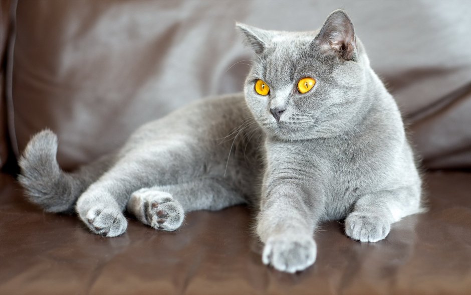 Британский короткошерстный кот серый
