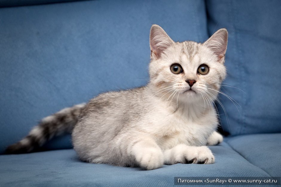 Британский гладкошерстный кот