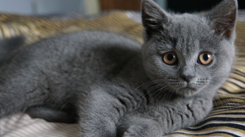 Британская кошка короткошерстная серая котенок