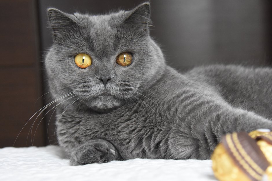 Британский короткошерстный кот