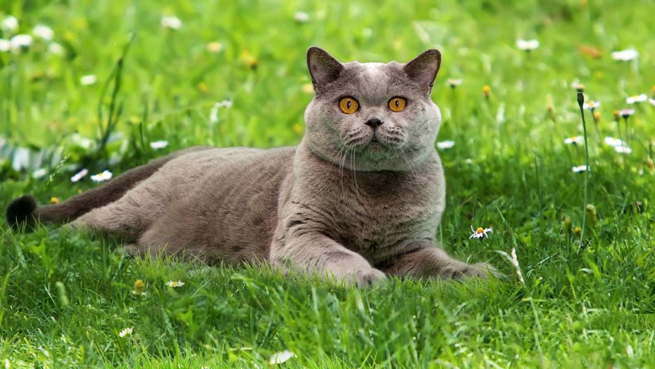 Британская короткошёрстная кошка