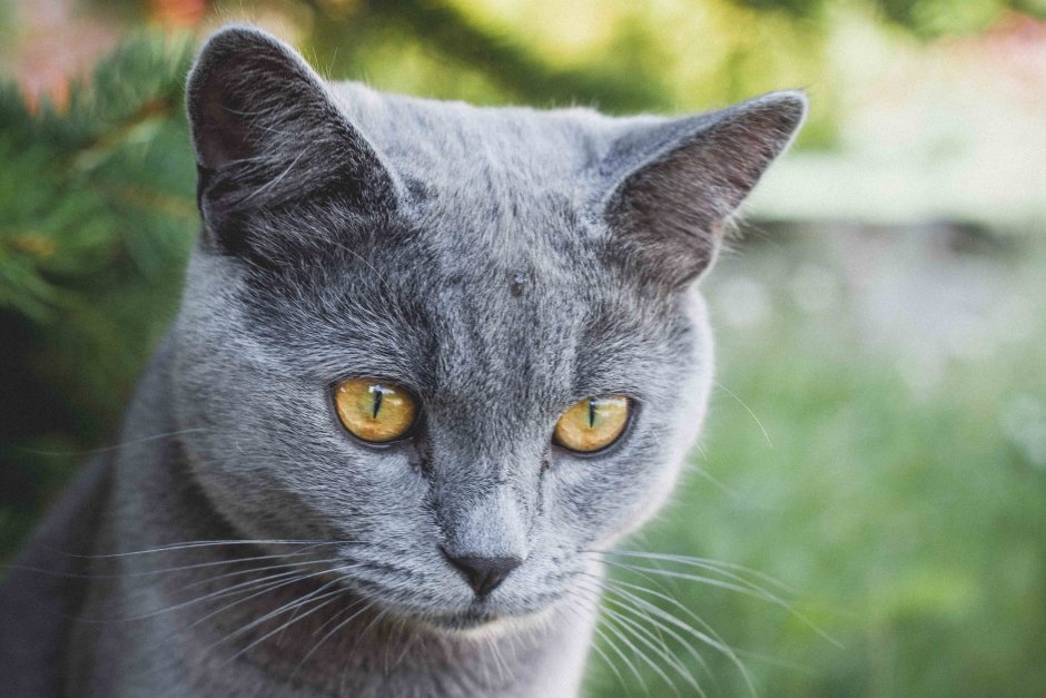 Корат шартрез Картезианская кошка