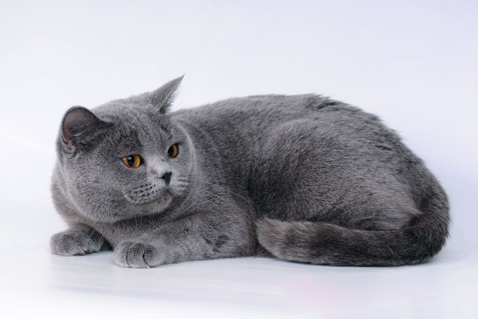 Британский короткошерстный кот серый