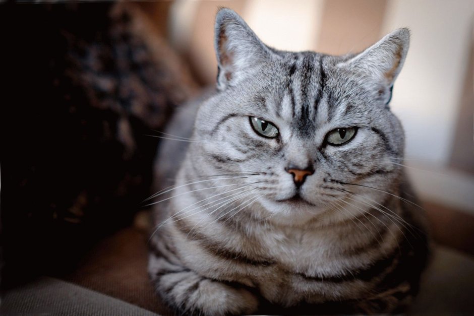 Английская кошка