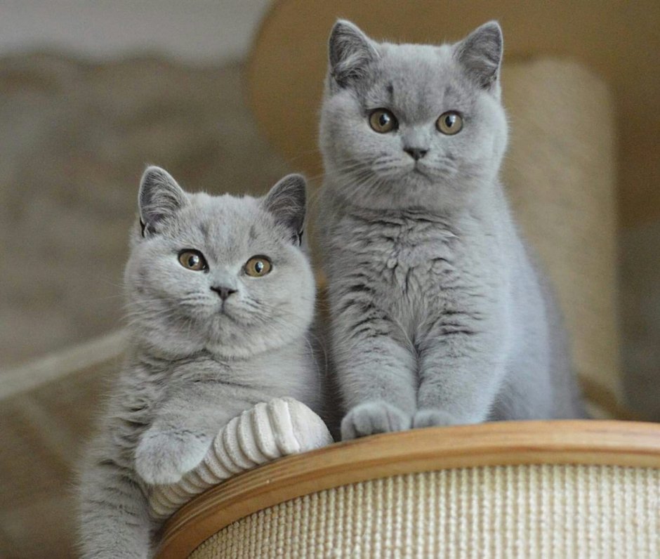 Британский короткошерстный кот
