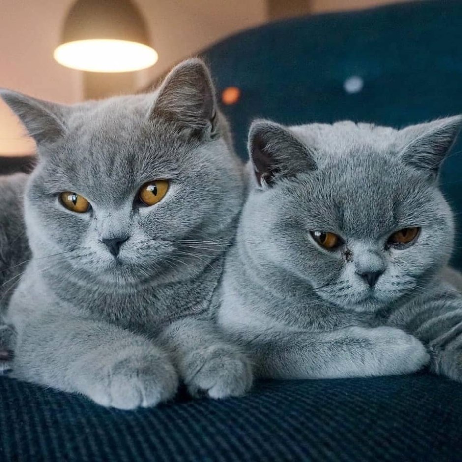 Британская короткошёрстная кошка голубая