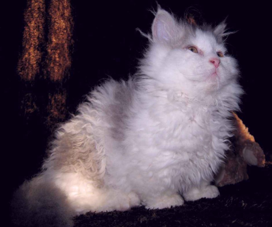 Кошка Овечка Селкирк рекс