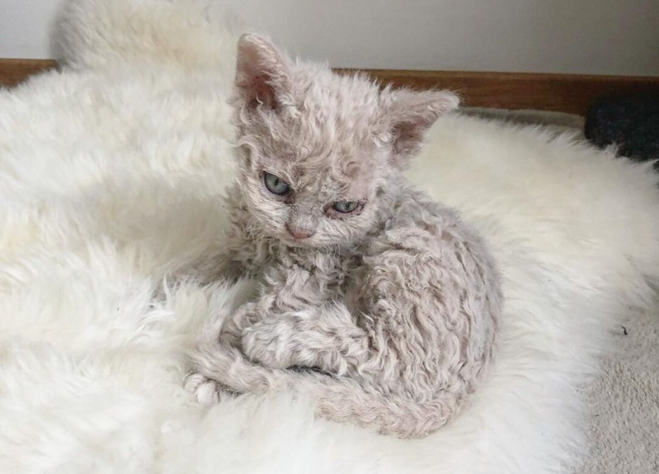 Кошка Селкирк рекс с котятами