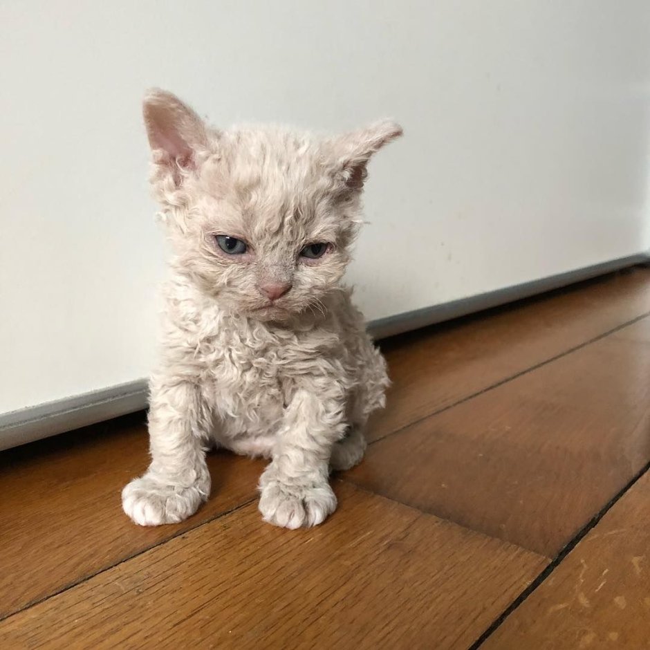 Кот Селкирк рекс