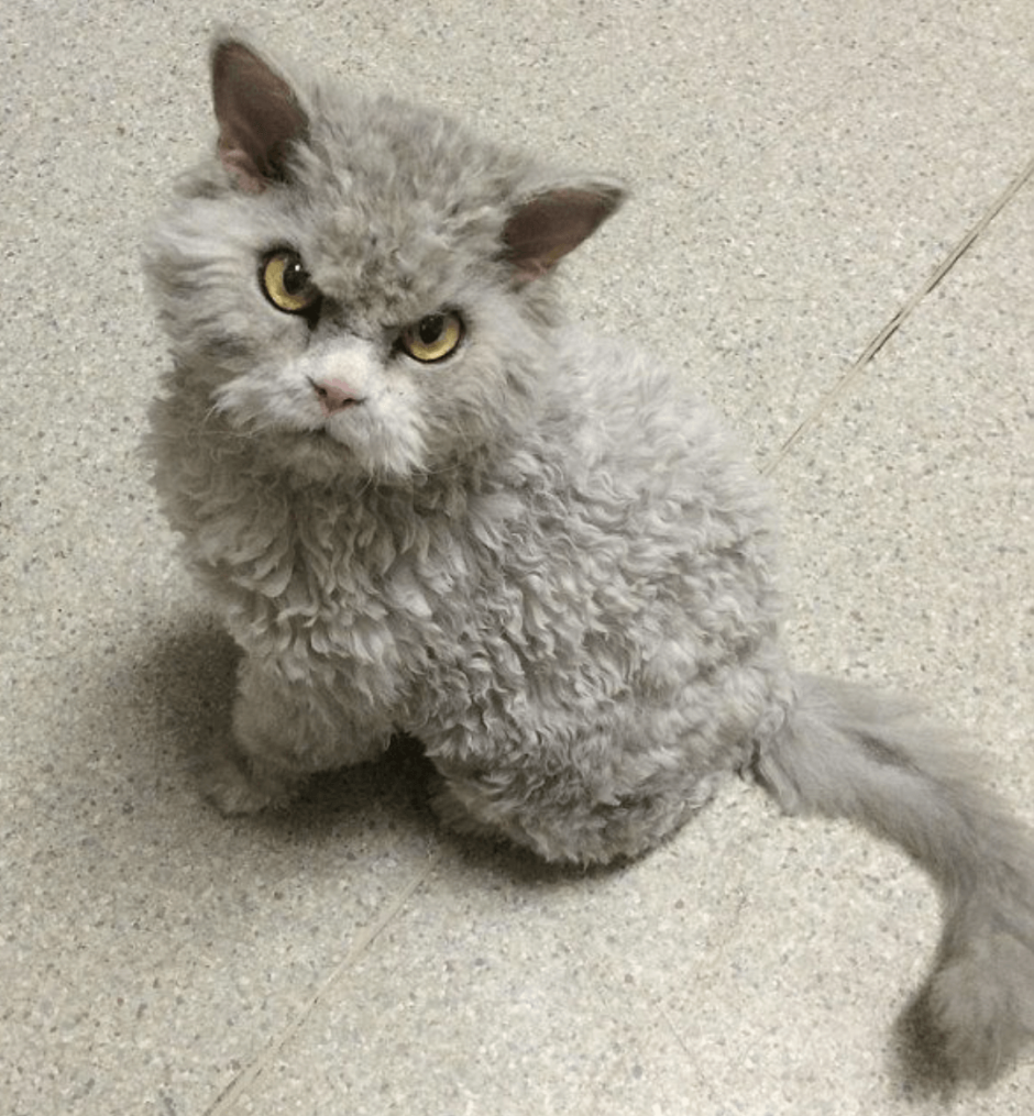 Лэмкин кошка
