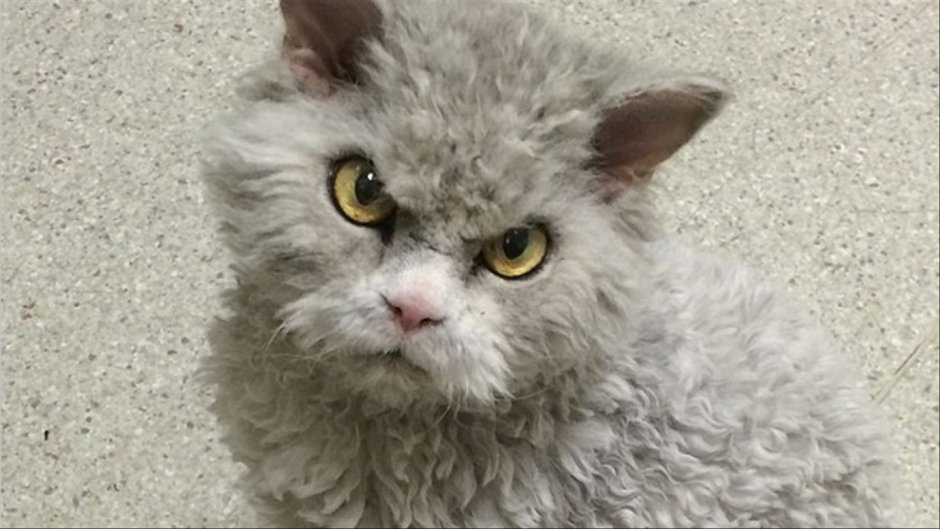 Скукум Манчкин