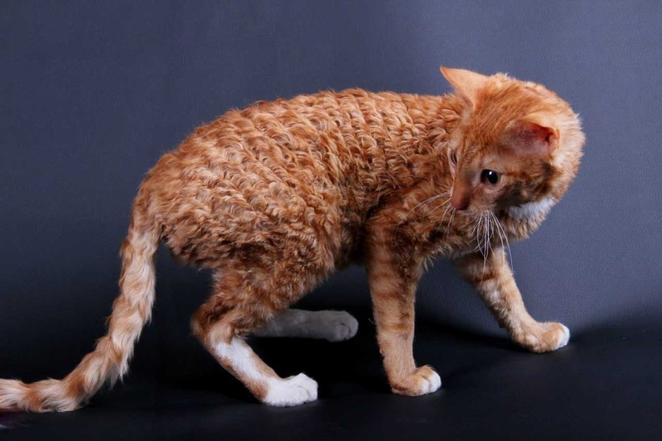 Кот Селкирк рекс