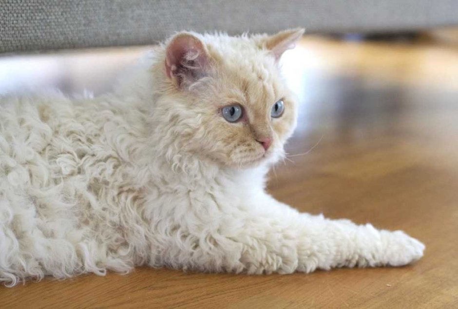 Уральский рекс кошка