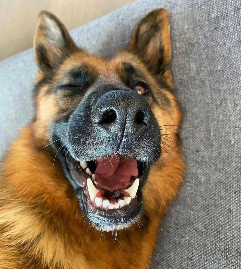 Немецкая овчарка k9