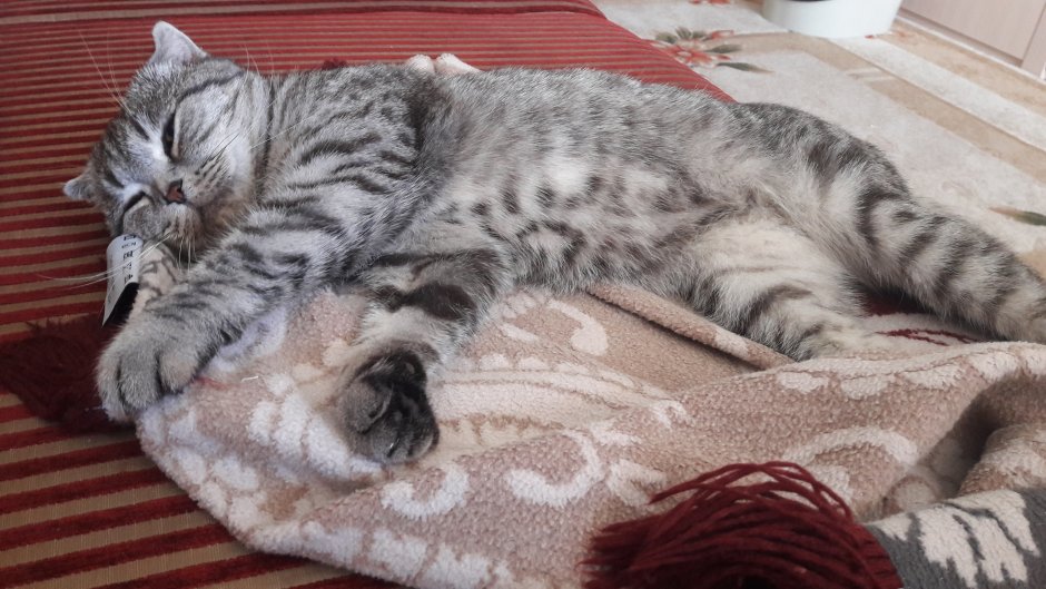Кошка дома