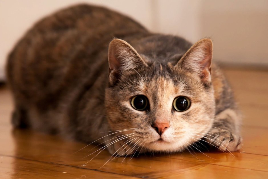 Кошка обыкновенная домашняя