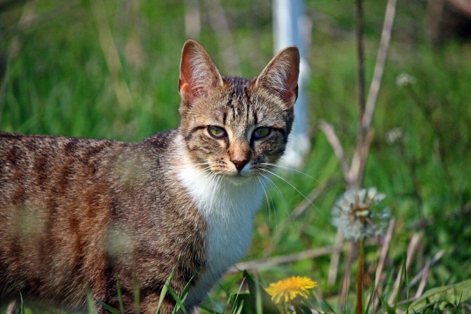Домашний кот
