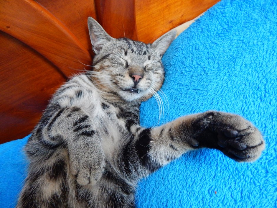 Кот дворовый полосатый