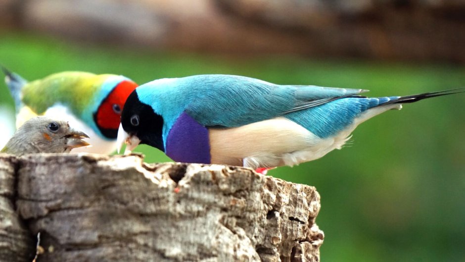 Фото птицы erytrura Gouldian Finch Goulds free image from ne