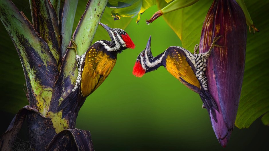 Lesser Golden-backed Woodpecker