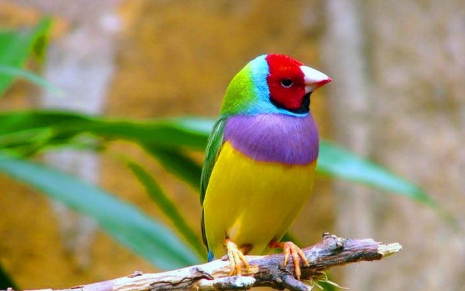 Gouldiae Erythrura