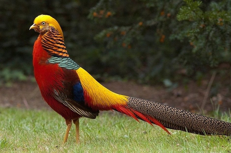 Золотой фазан Chrysolophus pictus