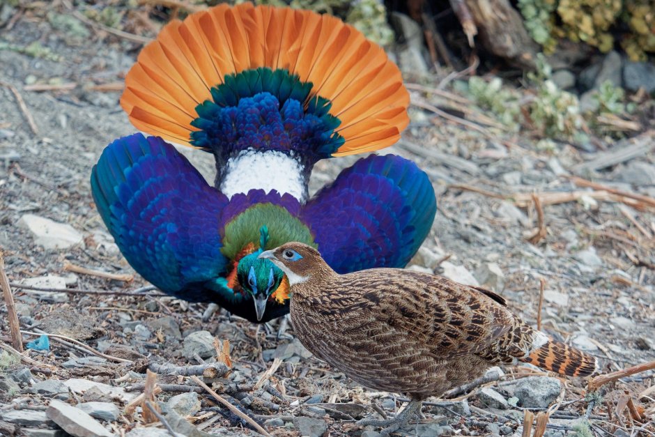 Tragopan melanocephalus