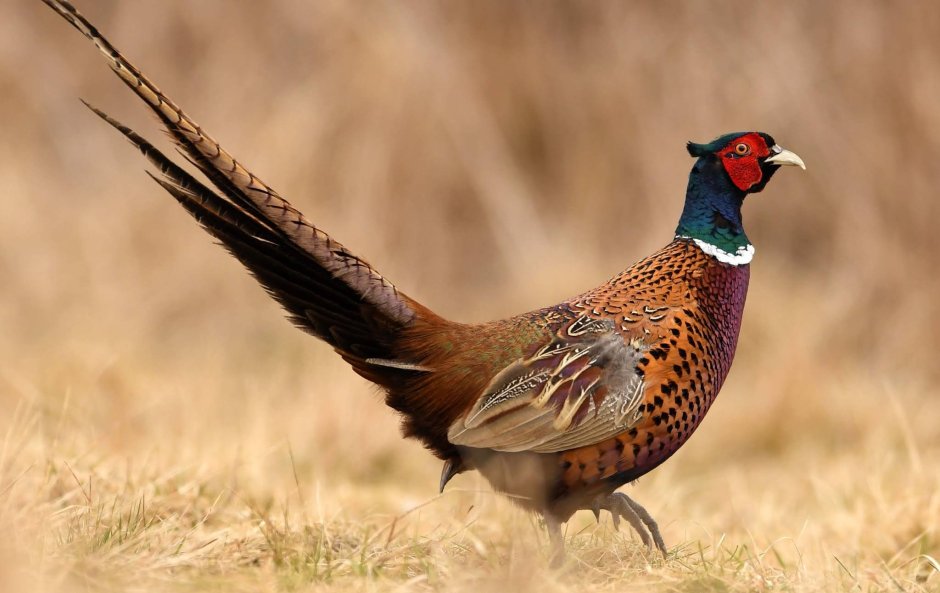 Meleagris gallopavo