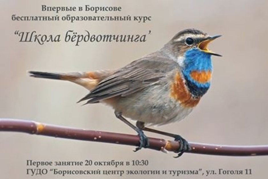 Певчие птицы Южного Урала
