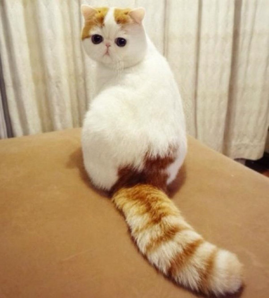 Японская кошка экзот