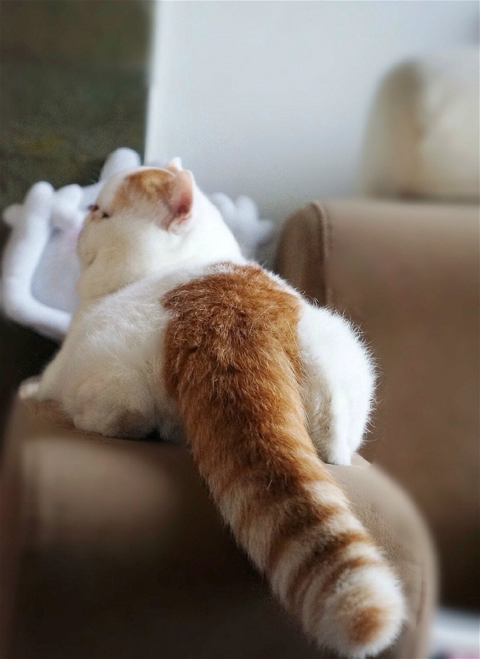 Кот Снупи