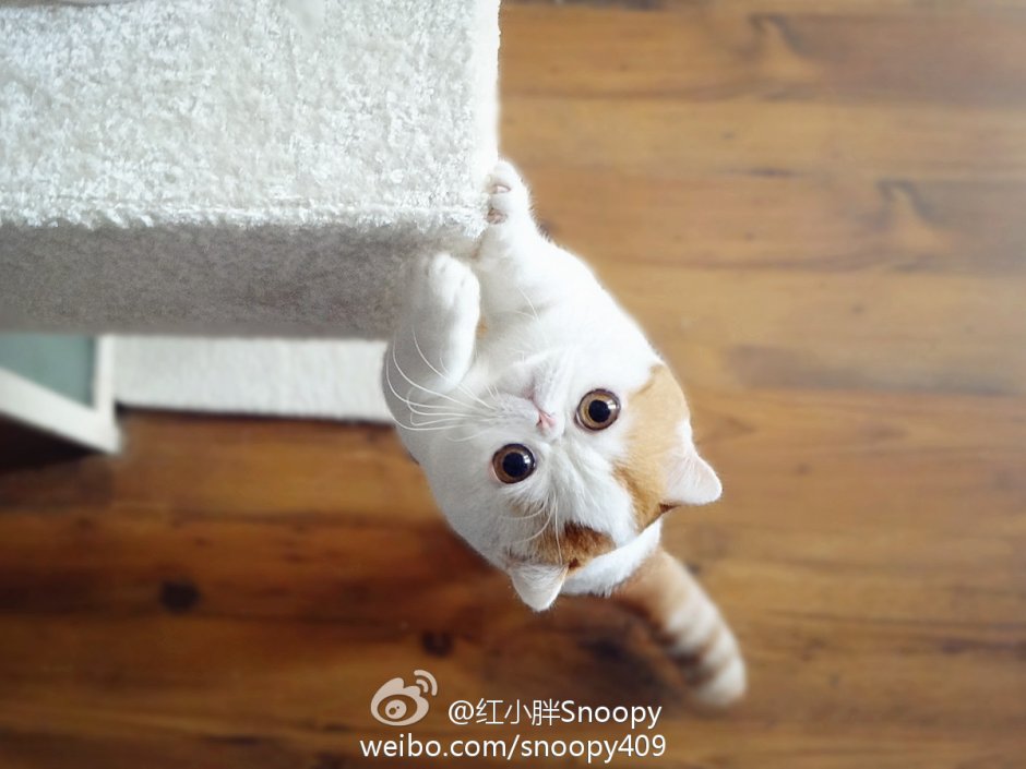 Кот Снупи