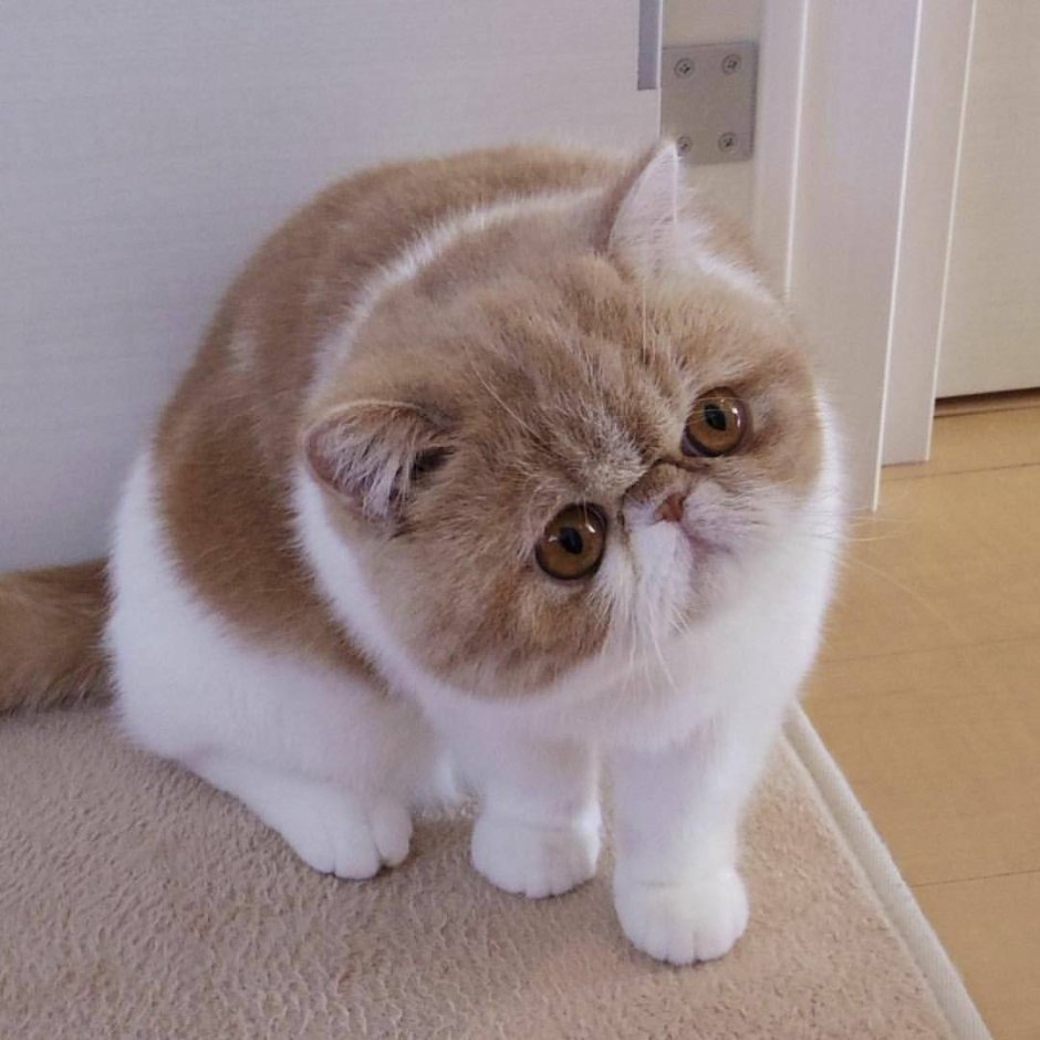 Китайская кошка Снупи аниме