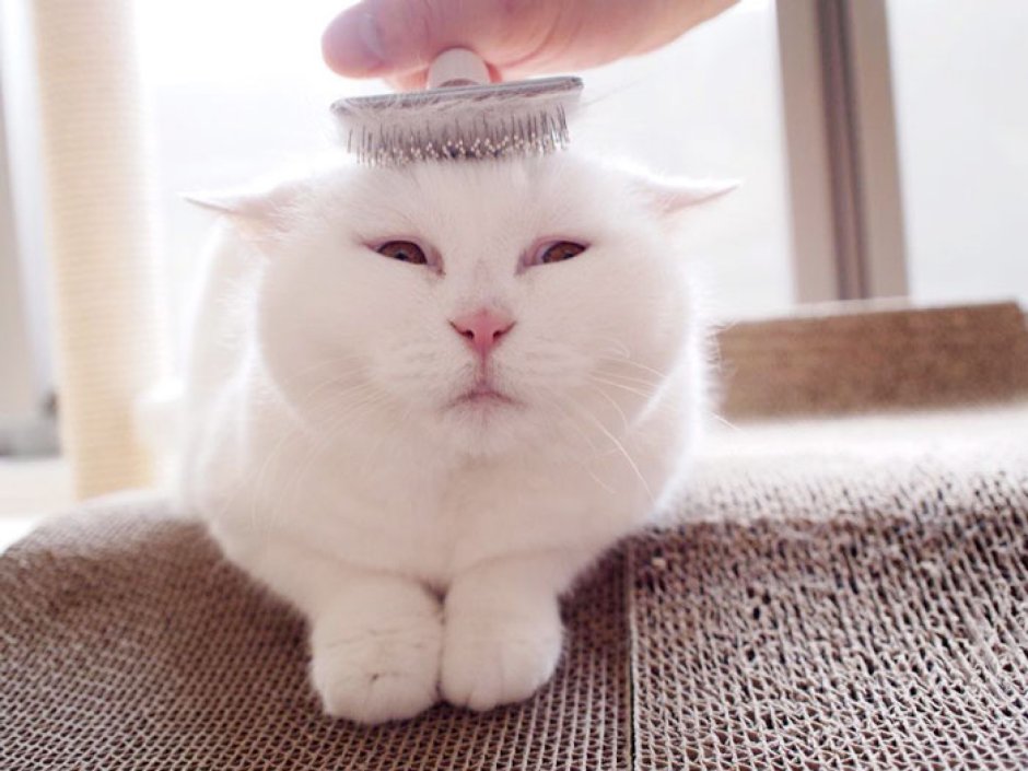 Японская кошка экзот